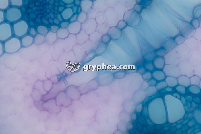 Feuille d'Oyat CT x100 - gryphea.com